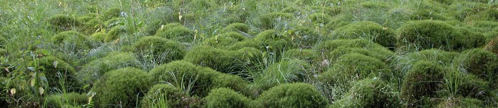 Třída Polytrichopsida Polytrichum