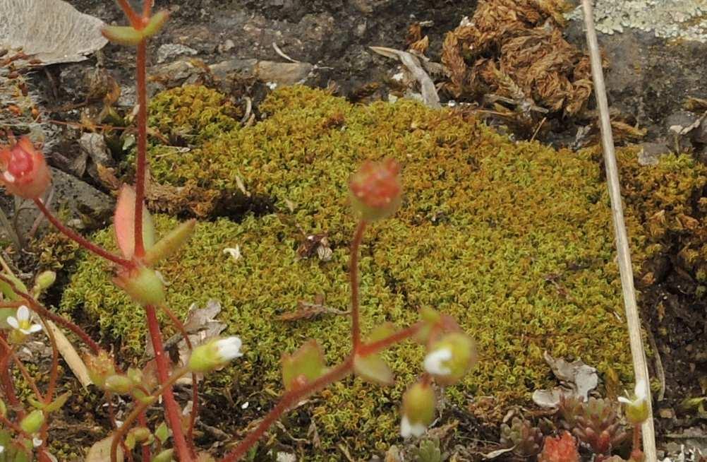 Třída Bryopsida* Řád Pottiales Tortella tortuosa