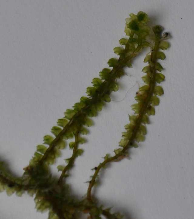 Oddělení Marchantiophyta (játrovky) prvoklíček