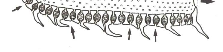 (tetrazoid), z nich sekundární blastozoidi (gonozoidi), válcovité kolonie se společnou kloakální dutinou, husté síto žaberních štěrbin,