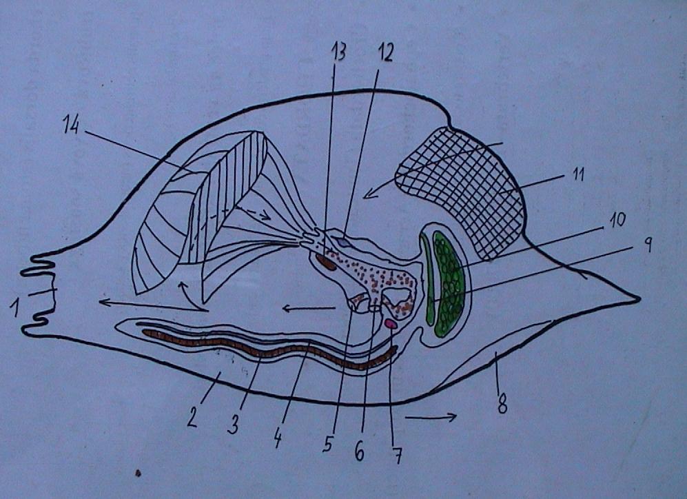 Appendicularia morfologie 1. vyvrhovací otvor ve schránce 2. schránka 3. chorda 4. nervová trubice 5. řitní otvor 6.
