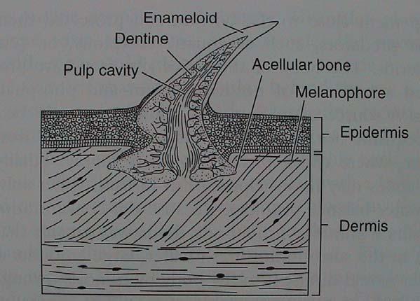 vznik orgánů pokryv těla (integument) AGNATHA : nahá GNATHOSTOMATA: Primárn rně vodní obratlovci kostěné štítky ( Ostracodermi ) - druhotně nahá (mihule) Acelulární kost
