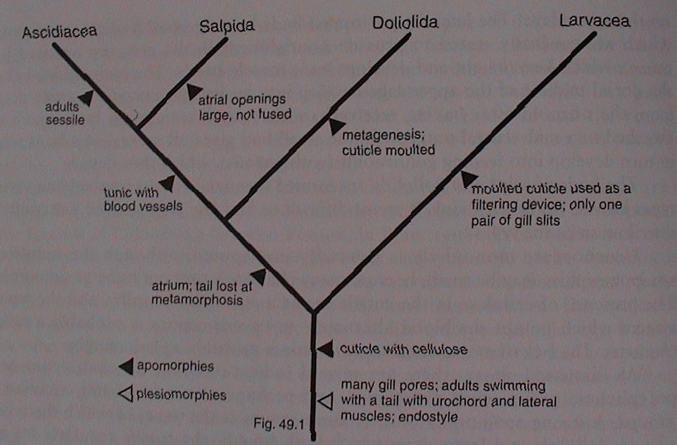 Urochordata charakteristické