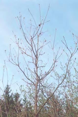 Obr. 4. Pozdě rašící jedinec st. 1, plocha Netolice, 10.05.2002 Fig. 4. Late budding tree phase 1; plot Netolice, Obr.