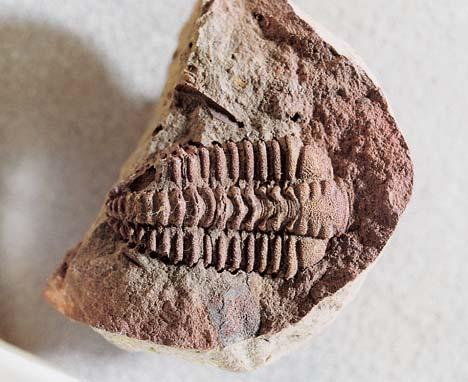 Konkrece hojnû obsahují faunu áreckého souvrství, s pfievahou trilobitû, mûkk Û a ostnokoïcû nad ostatními skupinami.