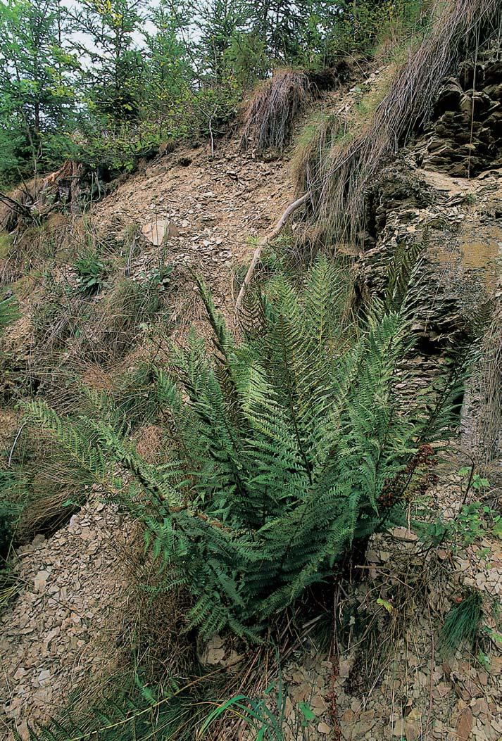 Okres Rokycany GEOLOGIE Horninov m podkladem jsou jílovité bfiidlice spodní ãásti klabavského souvrství (spodní ordovik).