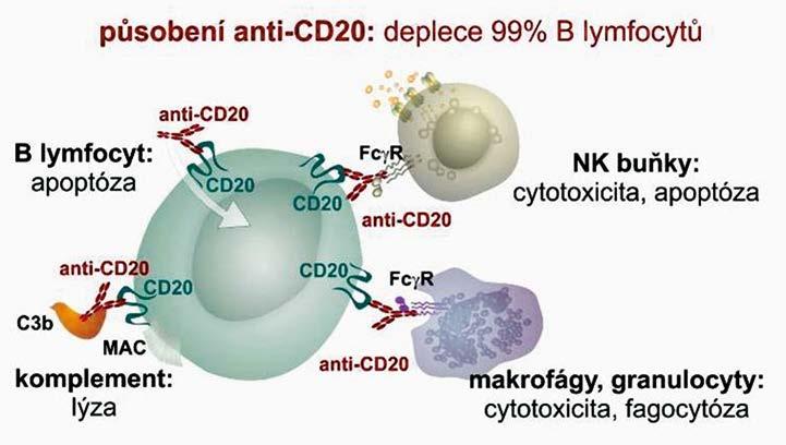 Výsledkem je klonální expanze antigenem stimulovaných B lymfocytů, jejich další diferenciace, somatická mutace a izotopové přepnutí, na jejichž konci je vznik plazmatických buněk.