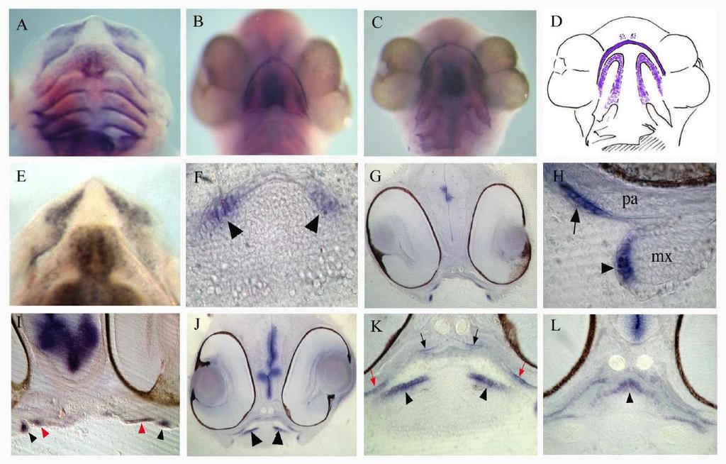 Dental priming: Shh & the odontogenic band Fraser