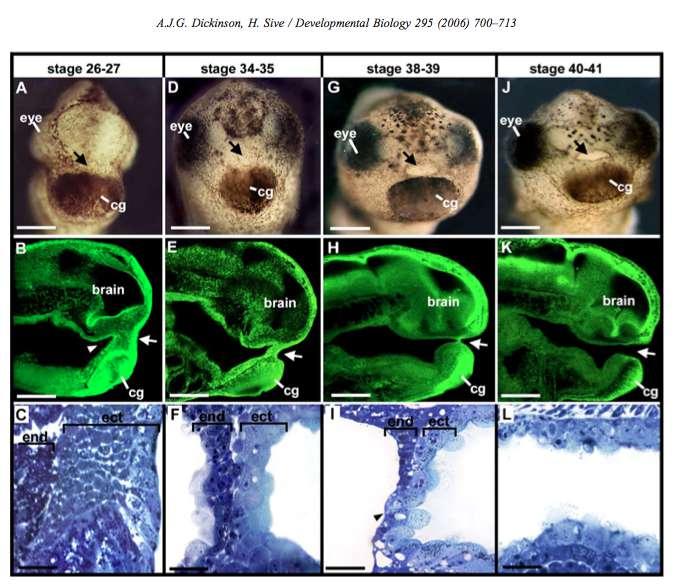 Development of oral