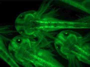 GFP axolotl embryos: