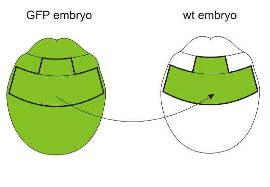 in Elly Tanaka lab