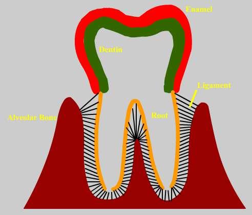 (myš, člověk :-) je ontogeneze zubu zakládána