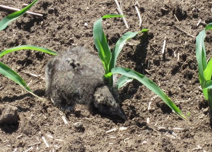 Je důležité se na pozorování ptáků připravit. Potřebujeme nenápadné oblečení, ve kterém ve kterém ptáky nerušíme, a hodí se do aktuálního počasí.