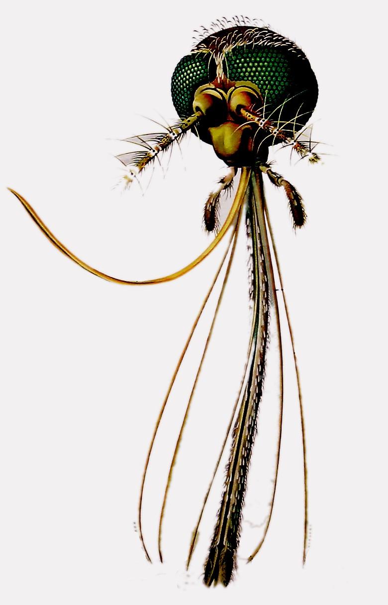Komárovití (Culicidae) bodavě savé ú.