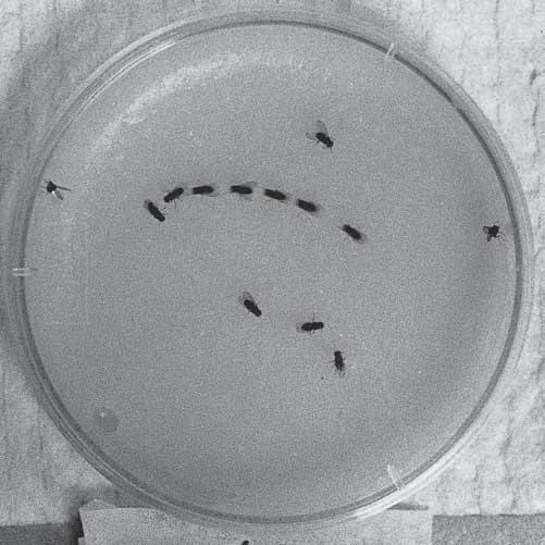 636 c Kapitola 21 Genetické řízení vývoje živočichů c ZAOSTŘENO NA: fruitless V roce 1963 na výroční konferenci Americké zoologické společnosti oznámil Kulbir Gill objev nové mutace, která vede k