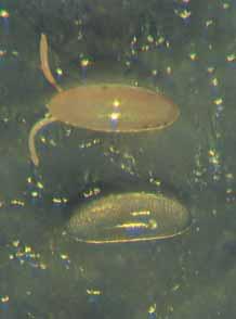 c Modelové organizmy pro genetickou analýzu vývoje b 629 anterior samčí jádro Posterior 1 Oplozené vajíčko obsahuje dvě haploidní (n) jádra, jedno od samečka a jedno od samičky.