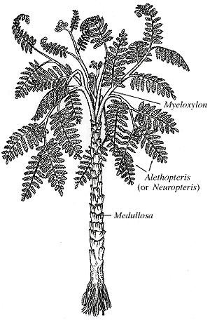 LYGINOPTERIDATAE Red LYGINOPTERIDALES Medullosa Živjela od gornjeg karbona do donjeg perma.