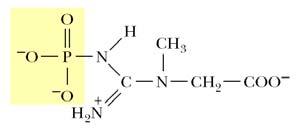 Sekenční náhodný mechanismus kreatinkinasa Sekenční náhodný = m,a V + [A][B] [A] + max m,a [B] + [A][B] oba primárn rní grafy mají opět