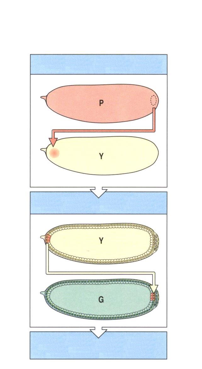 Transplantace pólové cytoplasmy může indukovat tvorbu zárodečné linie primordiální zárodečné buňky jsou prvními odlišnými, na posteriorním konci u drosofily, hlístice (granule P) a žab cytoplasma