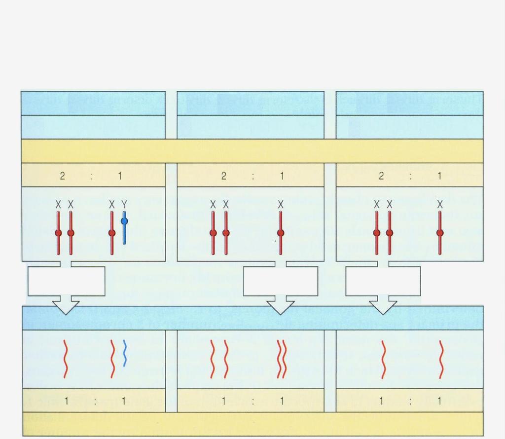 Odlišné mechanismy kompenzace dávky genů nesených chromosomem X savci Drosophila Caenorhabditis samička sameček samička sameček