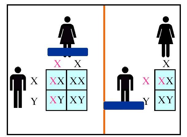Dědičnost mutací vázaná na chromosom X přenašečka postižený polovina synů je postižených,