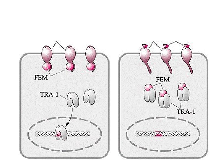 Transdukční dráha sex-determinačních signálů u C-elegans (X0lethal- HER1-TRA1,2) vysoká hladina negativního regulačního