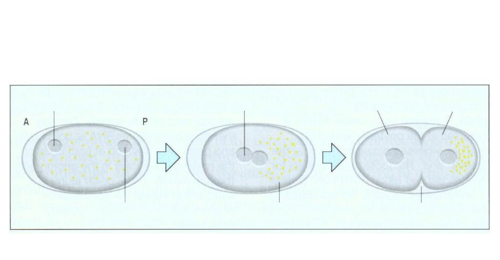 Po fertilizaci oocytu C-elegans se granule P akumulují přednostně u posteriorního pólu, v dceřinných blastomerách výhradně v linii