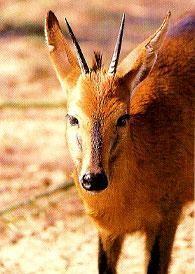 Grysbok Raphicerus melanotis 1.