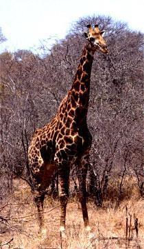 500 100 Žirafa Giraffe Giraffa camelopardalis