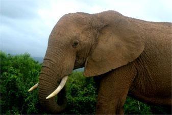 Slon Africký African Elephant Loxodonta africana do 25 pound do 30 pound do 45 pound více pound 25.000 28.000 35.000 + dohodou 100 Krokodýl nilský Crocodile, Crocodylus do 3m 3-3,5m 3,5-4m nad 4m 3.