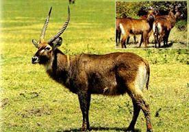 Hartebeest Alcelaphus buselaphus