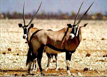 300 50 do 47 inch Kudu velký Greater Kudu Tragelaphus