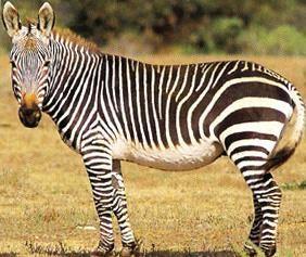 900 50 Horská zebra - Hartmann