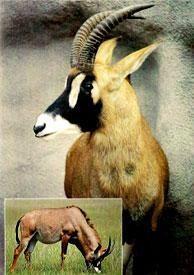 350 50 koňská Roan Antelope