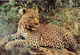 Leopard (Levhart) Leopard Panthera