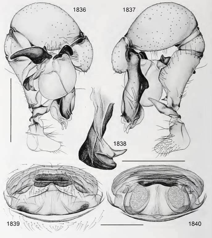 epigyne, 1787 a 1840