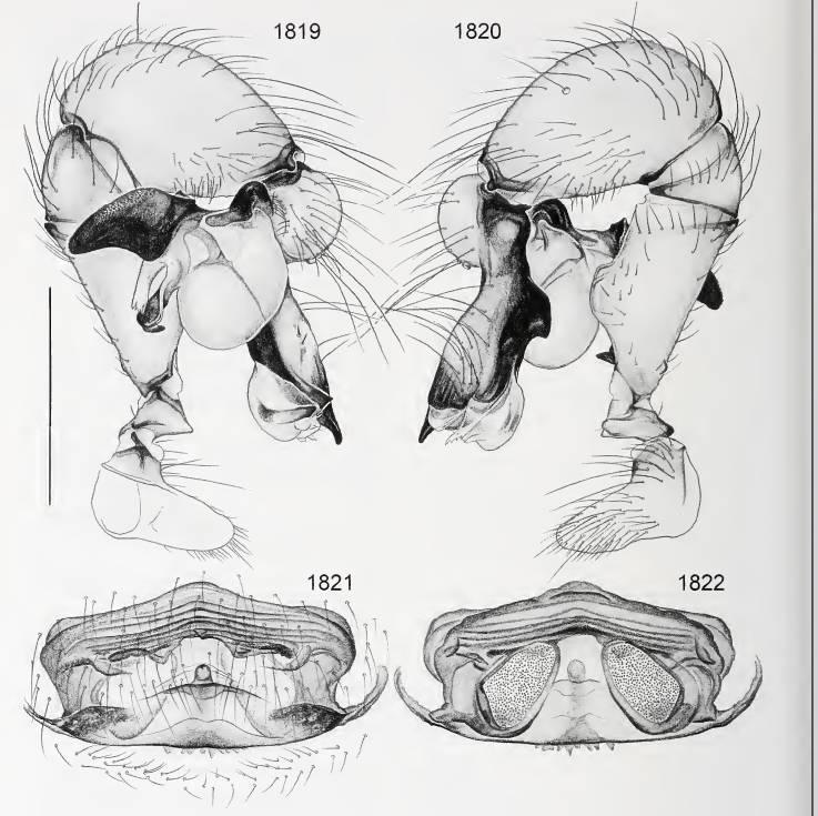 phalangioides, 1790 a
