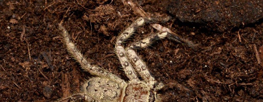 Zajímavý nález tropické maloočky v Hranicích na Moravě Katalogy pavouků a evidence prvonálezů Record of a tropical sparassid from Hranice na Moravě.