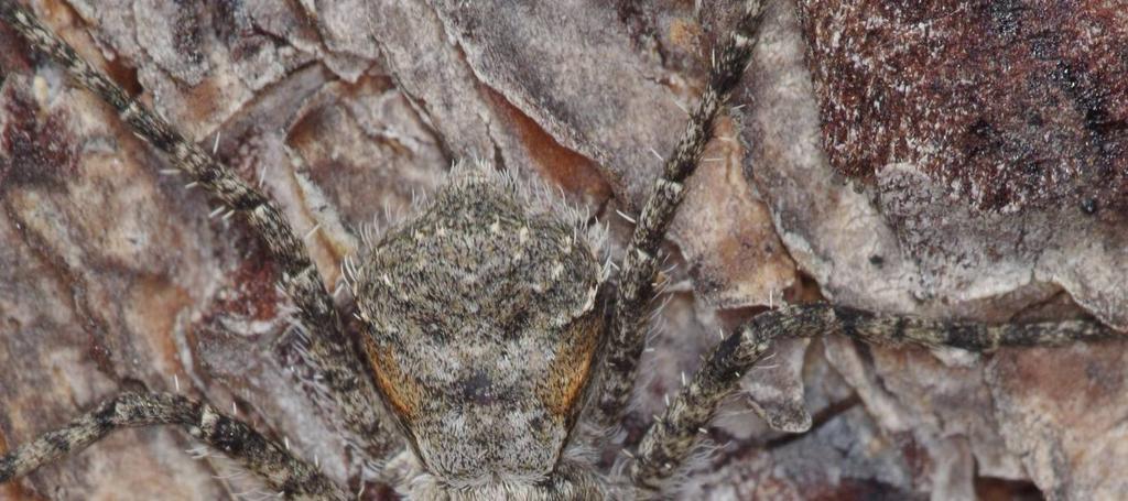 Poznámka k výskytu listovníků Philodromus margaritatus a P. fuscomarginatus Českobudějovická a Třeboňská pánev se vyznačují nízkou nadmořskou výškou a písčitojílovitými sedimenty.
