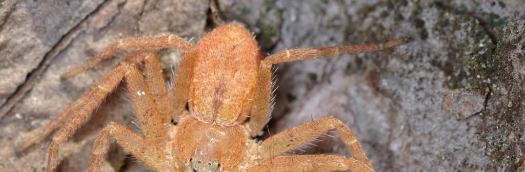 Obr. 4: Listovník Philodromus fuscomarginatus je na šedé borce mnohem nápadnější (foto J.