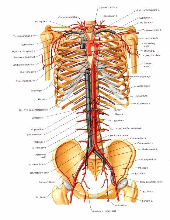 Aorta aorta ascendens arcus aortae aorta descendens pars thoracica pars abdominalis