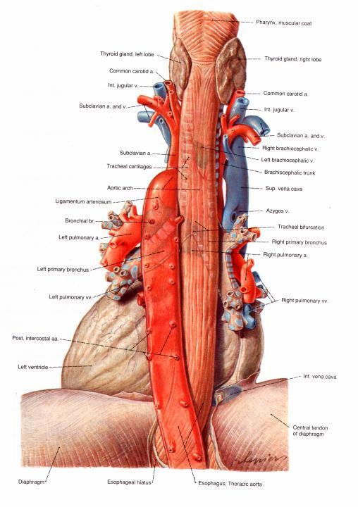 Aorta