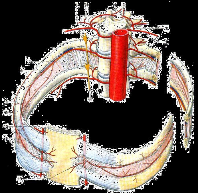 r. dorsalis Zásobení mezižebří: aa. intercostales posteriores r.