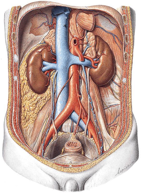 Aorta abdominalis začátek: hiatus oesophageus diaphragmatis konec: bifurcatio aortae