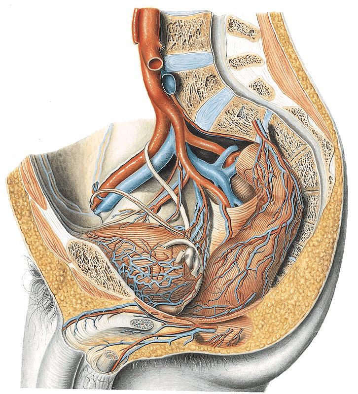 Arteriae