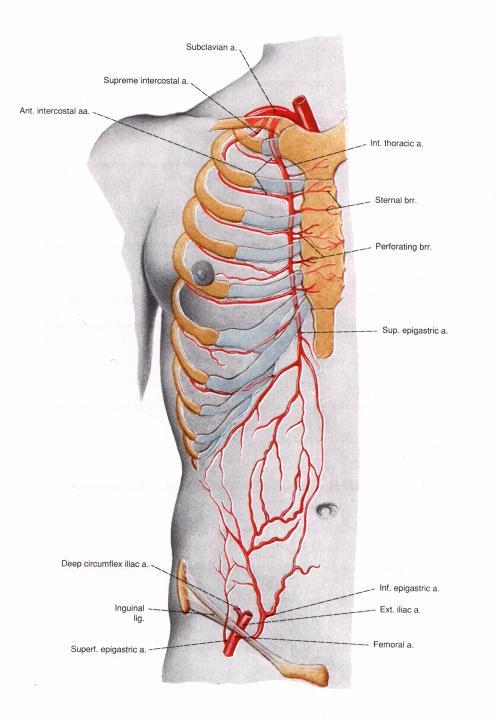 Arterie