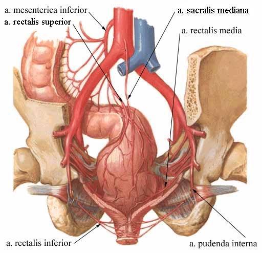 a. mesenterica inf. a. rectalis sup. a. iliaca int. a. rectalis media přítomná v 50 %, pro konečník bezvýznamná a.