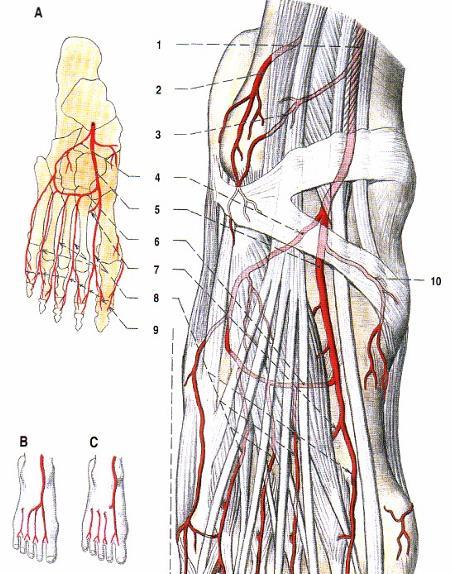 Arteria dorsalis pedis tlakový bod měření tepu