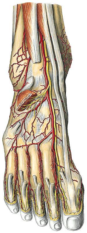 Arteria dorsalis pedis a. tarsalis lat. odstup v úrovni caput tali aa. tarsales med. (a. arcuata 10 %) aa.