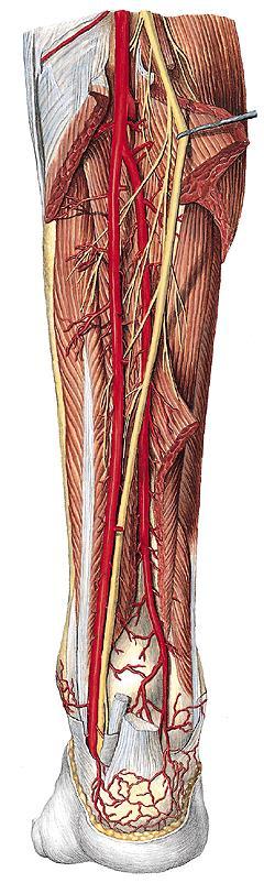 Arteria tibialis posterior arcus tendineus m. solei běží s n.